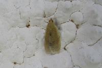 Clepsis consimilana