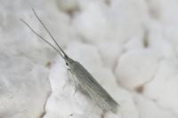 Coleophora