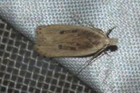 Nothris congressariella