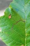 Stigmella alnetella