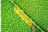 Stigmella alnetella