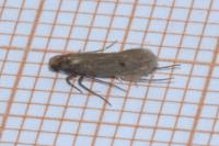 Tinea pellionella
