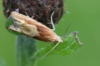 Eucosma gr. cana