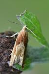 Eucosma gr. cana