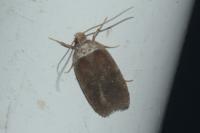 Agonopterix cnicella