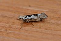 Ypsolopha sequella