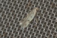 Borkhausenia nefrax