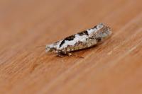 Ypsolopha sequella