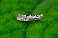 Ypsolopha sequella