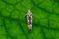 Ypsolopha sequella