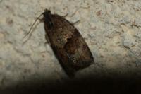 Syndemis musculana