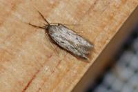 Borkhausenia