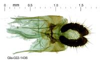 Bactra lancealana