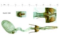 Caryocolum marmoreum marmoreum