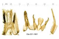 Teleiopsis diffinis