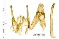 Mirificarma mulinella
