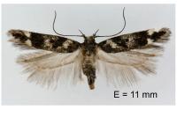 Caryocolum fibigerium
