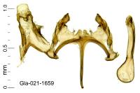 Caryocolum marmoreum marmoreum