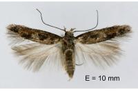 Caryocolum marmoreum marmoreum