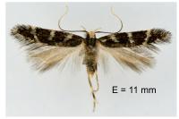 Oxypteryx wilkella
