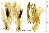 Teleiopsis diffinis