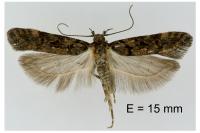 Teleiopsis diffinis