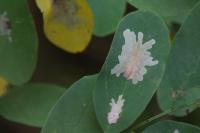 Parectopa robiniella