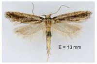 Mirificarma mulinella