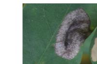 Macrosaccus robiniella