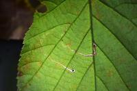 Stigmella microtheriella
