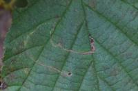 Stigmella microtheriella