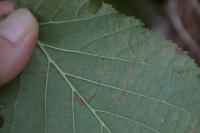 Stigmella microtheriella