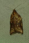 Acleris rhombana