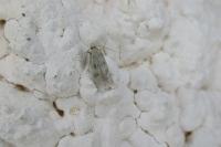 Borkhausenia nefrax