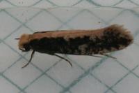 Monopis crocicapitella
