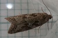 Cnephasia