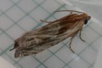 Eucosma gr. cana