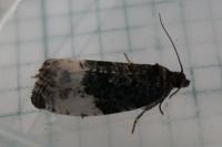 Hedya pruniana