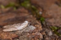Acleris hastiana