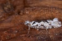 Ypsolopha sequella