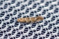 Phyllonorycter trifasciella