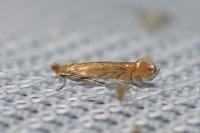 Phyllonorycter messaniella