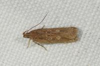 Helcystogramma triannulella