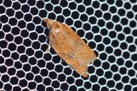 Acleris rhombana