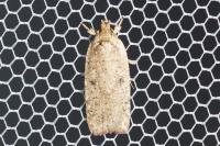 Agonopterix scopariella