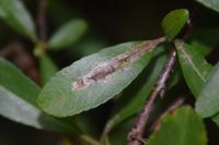 Phyllonorycter leucographella