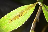 Phyllonorycter leucographella