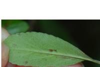 Phyllonorycter leucographella