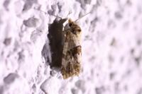 Neocochylis molliculana