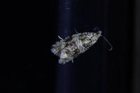 Celypha lacunana